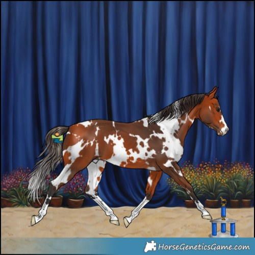 Horse Color:White Spotted Bay