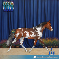 Horse Color:White Spotted Bay