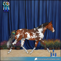 Horse Color:White Spotted Bay