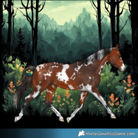 Horse Color:White Spotted Bay 