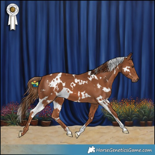 Horse Color:White Spotted Chestnut 