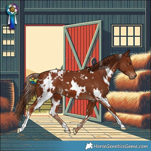 Horse Color:White Spotted Chestnut 