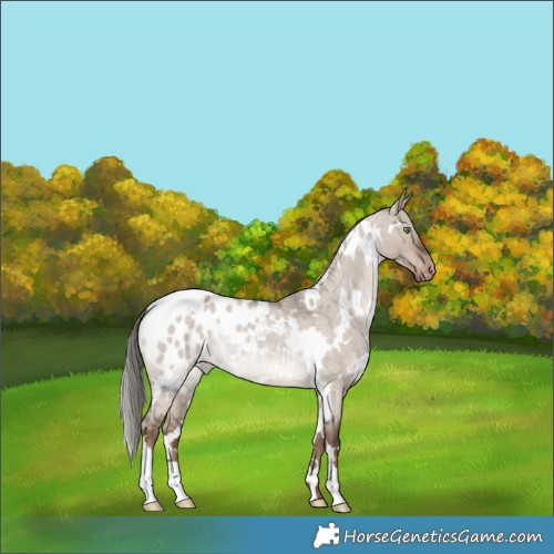 Horse Color:White Spotted Liver Red Dun Roan Mushroom Appaloosa Rabicano