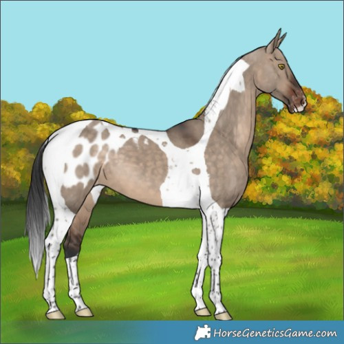 Horse Color:Brown Dun Tobiano Appaloosa