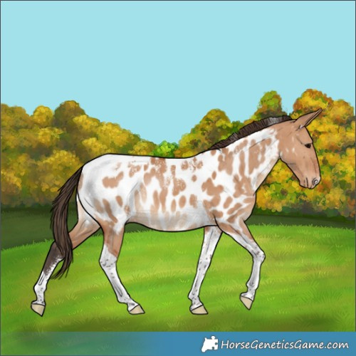 Horse Color:Powder White Bay Dun Tobiano Appaloosa Rabicano Brindle 