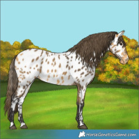 Horse Color:Buckskin Near Leopard 