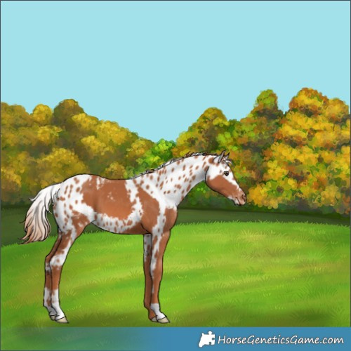 Horse Color:Chestnut Skewed Appaloosa 