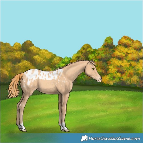Horse Color:Gold Champagne Skewed Appaloosa 