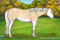 Horse Color:Silver Classic Cream Champagne Splash Rabicano 