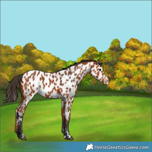 Horse Color:Bay Skewed Appaloosa