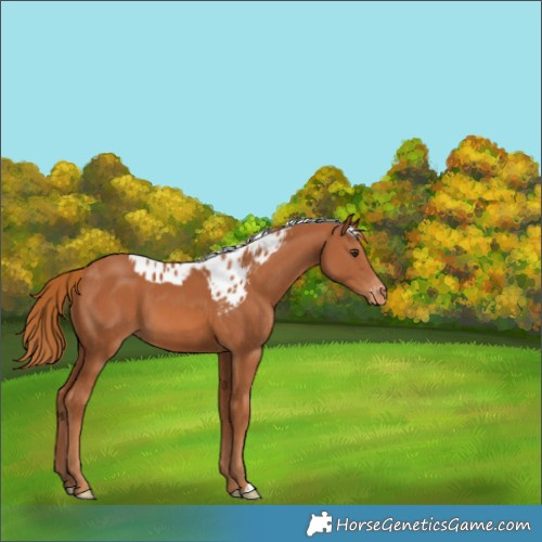 Horse Color:Chestnut Skewed Appaloosa