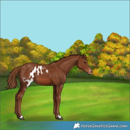Horse Color:Chestnut Skewed Appaloosa 