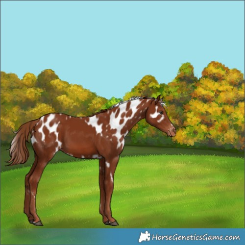 Horse Color:Chestnut Skewed Appaloosa