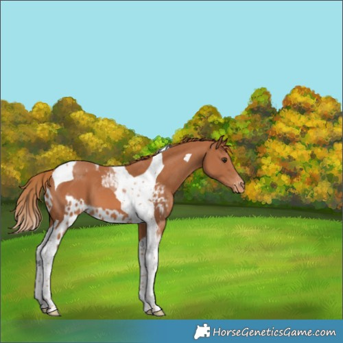 Horse Color:Chestnut Tobiano Skewed Appaloosa 