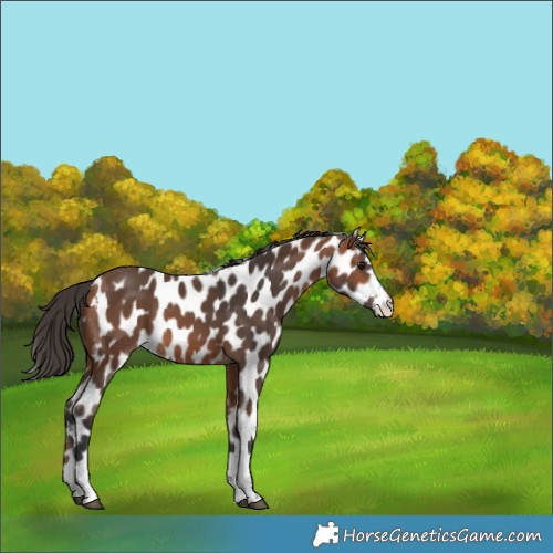 Horse Color:Bay Skewed Appaloosa