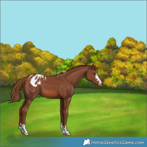 Horse Color:Chestnut Skewed Appaloosa 