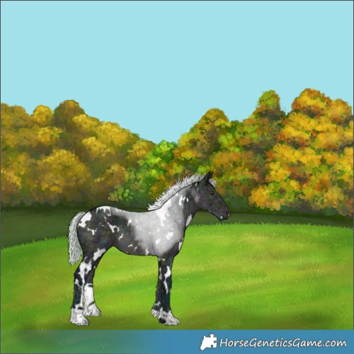 Horse Color:Watercolor White Spotted Midnight Silver Brown Ice Dun 