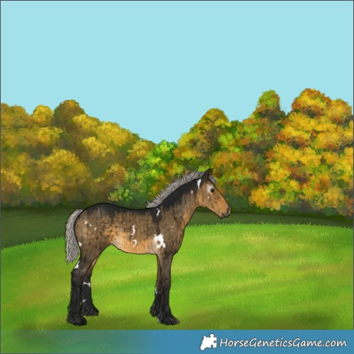 Horse Color:Gray White Spotted Silver Buckskin Dun Brindle 