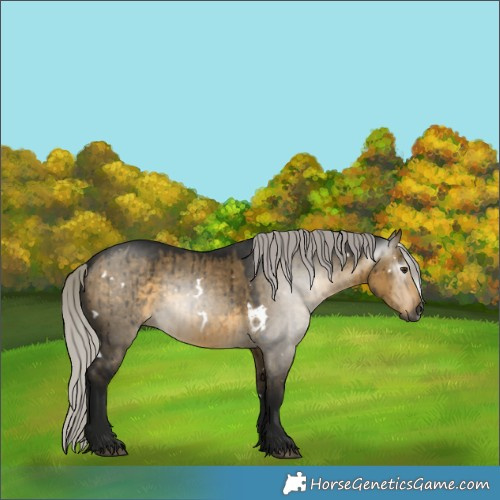 Horse Color:Gray White Spotted Silver Buckskin Dun Brindle 