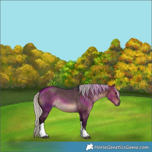 Horse Color:Gray Silver Brown Dun Tobiano Appaloosa 