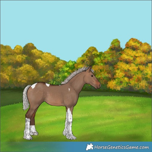 Horse Color:Silver Bay Dun Tobiano 