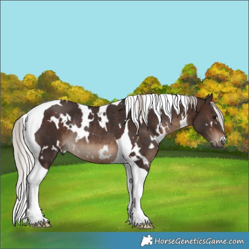 Horse Color:White Spotted Silver Brown Tobiano Rabicano 