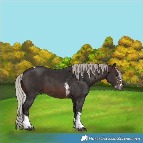 Horse Color:Gray Silver Brown Sabino Tobiano 