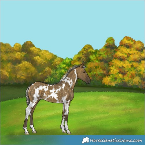 Horse Color:White Spotted Silver Buckskin Dun 