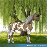 Horse Color:White Spotted Silver Buckskin Dun