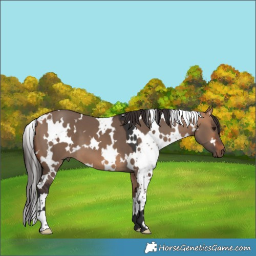 Horse Color:White Spotted Bay Dun