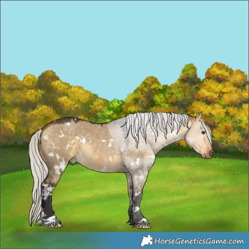 Horse Color:White Spotted Silver Buckskin Dun