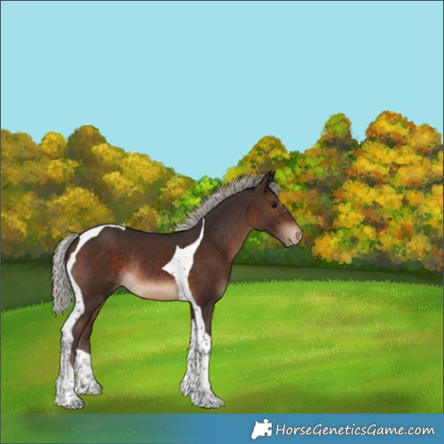 Horse Color:Silver Brown Tobiano Skewed Appaloosa Rabicano 