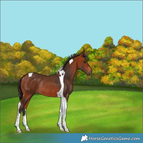 Horse Color:Bay Tobiano Rabicano 
