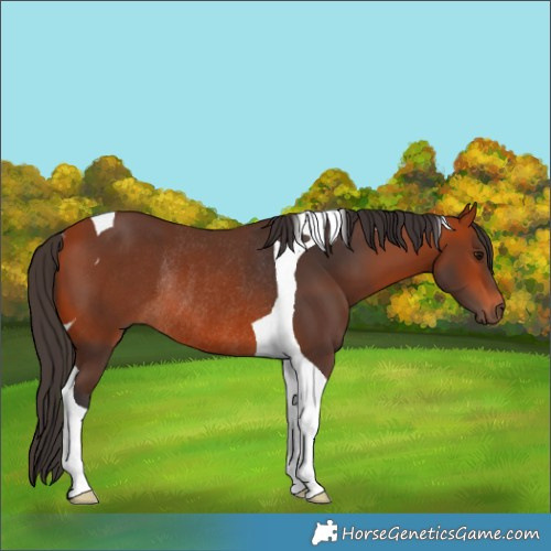 Horse Color:Bay Tobiano Rabicano 