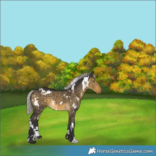 Horse Color:White Spotted Silver Buckskin Dun Brindle 