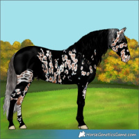 Horse Color:ERROR: UNKNOWN ANOMALY