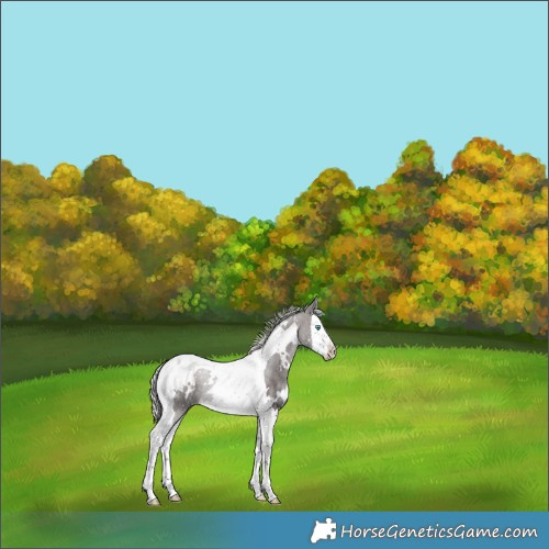 Horse Color:White Spotted Silver Brown Splash Tobiano 