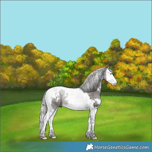Horse Color:White Spotted Silver Brown Splash Tobiano 