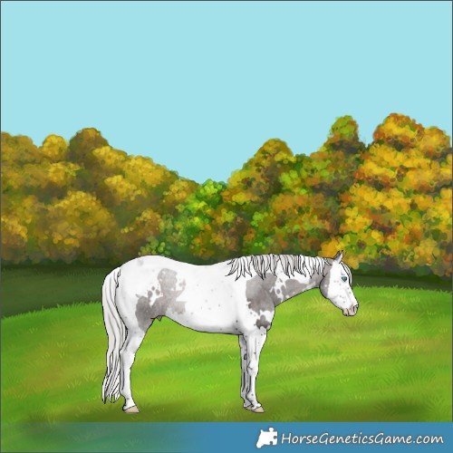 Horse Color:White Spotted Silver Brown Splash Tobiano 