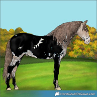 Horse Color:Classic Champagne Sabino Tobiano Near Fewspot