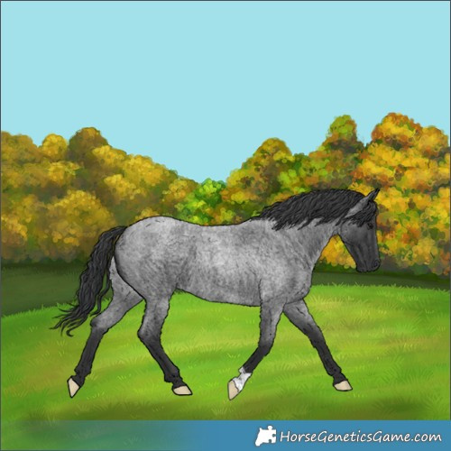 Horse Color:Blue Roan 