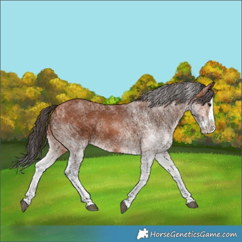 Horse Color:White Spotted Bay Splash 