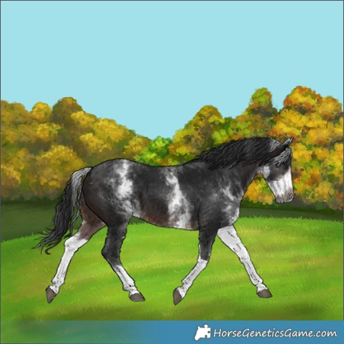 Horse Color:Gray White Spotted Brown Tobiano