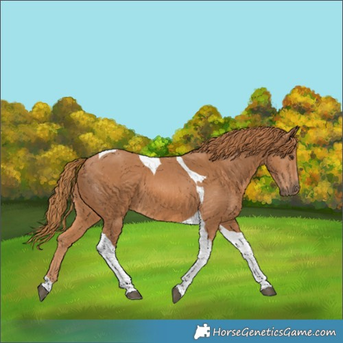 Horse Color:Chestnut Tobiano 