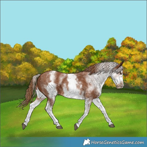 Horse Color:White Spotted Chestnut Frame 