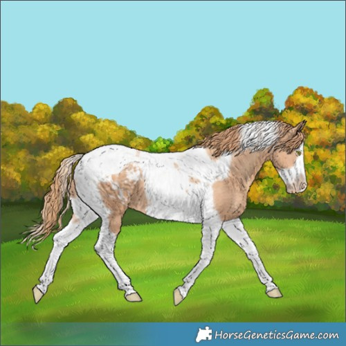 Horse Color:Gold Champagne Splash Tobiano Frame Appaloosa 