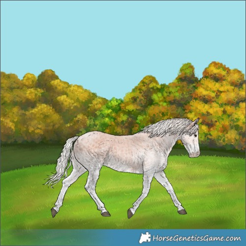 Horse Color:White Spotted Silver Black Rabicano 