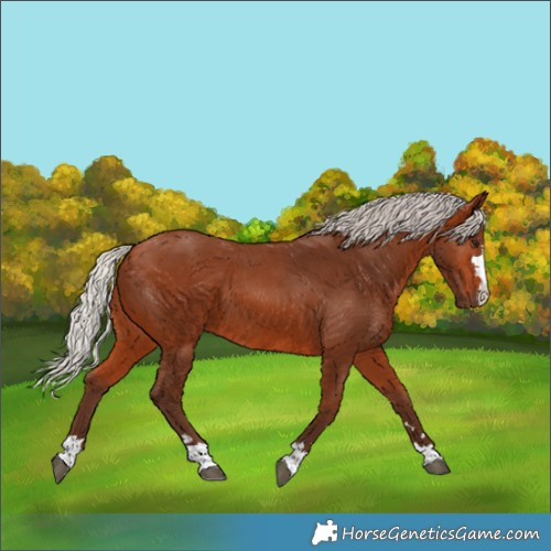 Horse Color:Silver Bay 