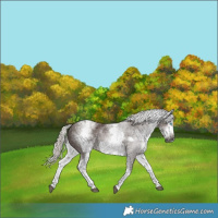 Horse Color:Gray White Spotted Silver Black Splash Frame Varnish 