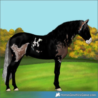 Horse Color:ERROR: UNKNOWN ANOMALY